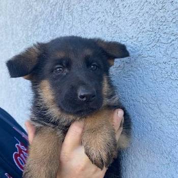 Štenci nemačkog ovčara