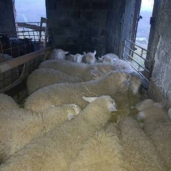 Jagnjići, četiri ipo meseca