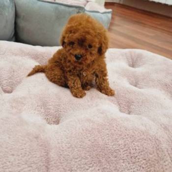 Neodoljive pudle toy i teacup