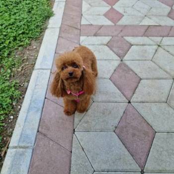 Neodoljive pudle toy i teacup