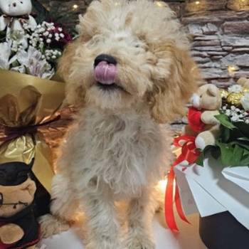 Dve vesele mini pudle apricot - dečak I devojčica