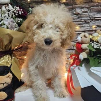 Dve vesele mini pudle apricot - dečak I devojčica