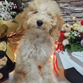 Dve vesele mini pudle apricot - dečak I devojčica