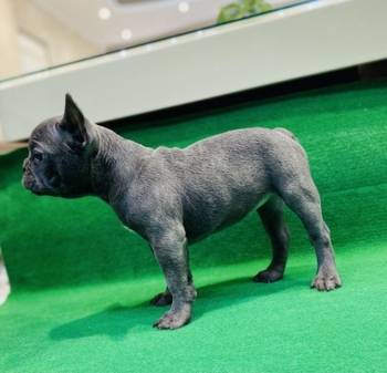 Zensko stene francuskog buldoga