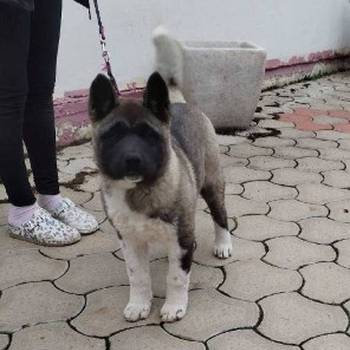 Američka Akita žensko štene