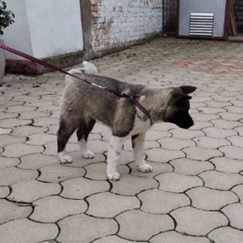 Američka Akita žensko štene