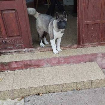 Američka Akita žensko štene