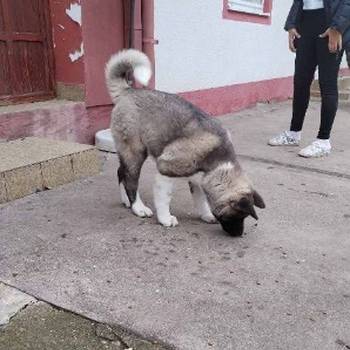 Američka Akita žensko štene