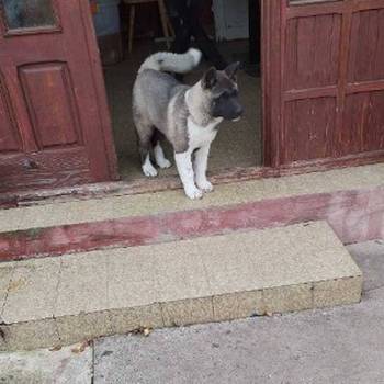 Američka Akita žensko štene