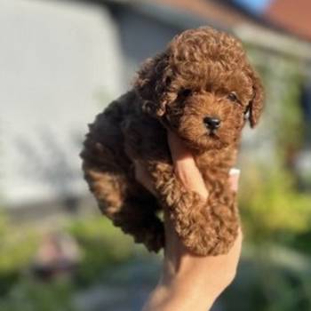 Stenci toy i mini pudle vrhunske genetike