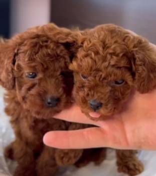 Najmanje pudle, od najlepsih roditelja u Evropi