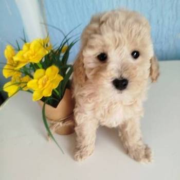 Aprikot Toy pudle štenci