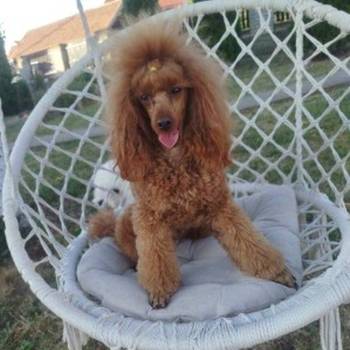 Aprikot Toy pudle štenci