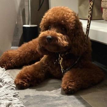 Neodoljive pudle toy i teacup