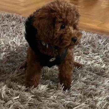 Neodoljive pudle toy i teacup