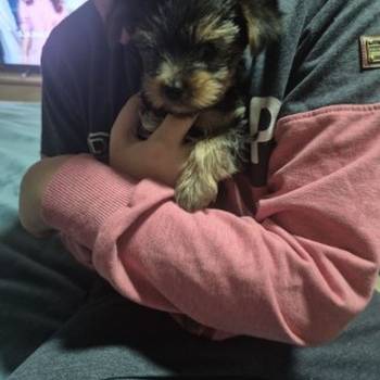 Jorki ,Jorksirski terijer stenci