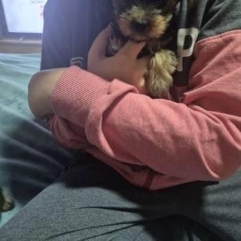 Jorki ,Jorksirski terijer stenci