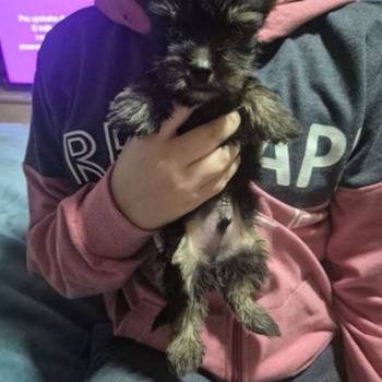 Jorki ,Jorksirski terijer stenci