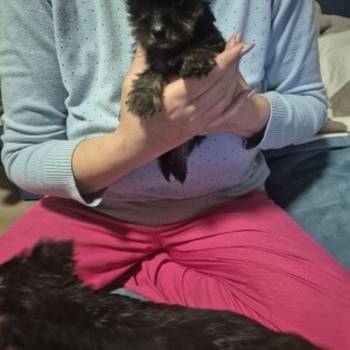 Jorki ,Jorksirski terijer stenci