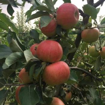 Prodajem 11 ha vocnjaka na Fruskoj gori