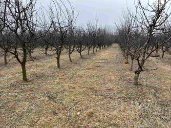 Prodajem 11 ha vocnjaka na Fruskoj gori