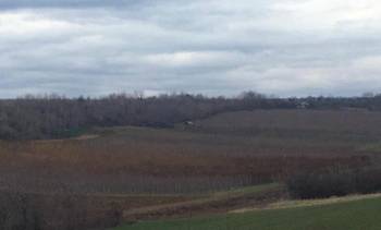 Prodajem 11 ha vocnjaka na Fruskoj gori