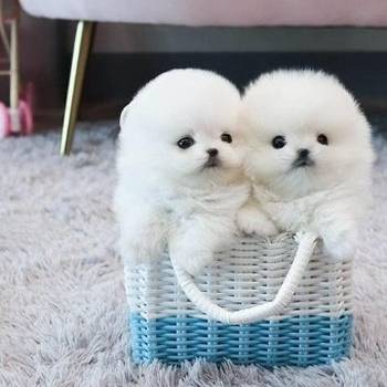 Sanjivi štenci minijaturnog pomeranca dostupni