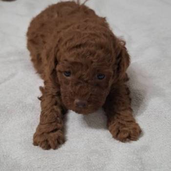 Prodajem patuljaste pudle