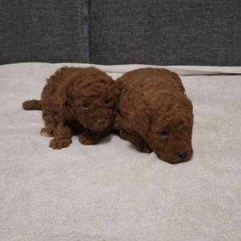 Prodajem patuljaste pudle