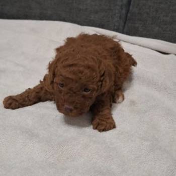 Prodajem patuljaste pudle