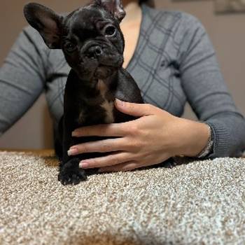 Dve ženke francuskog buldoga