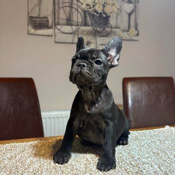 Dve ženke francuskog buldoga