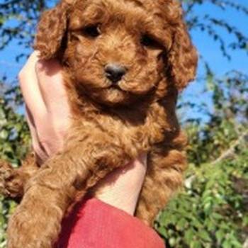 Crvene pudle, štenci