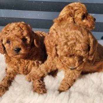 Crvene pudle, štenci