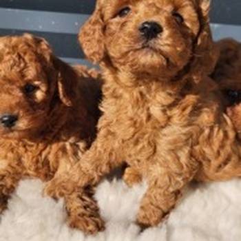 Crvene pudle, štenci