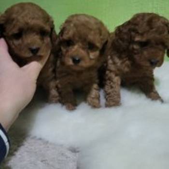 Crvene pudle, štenci