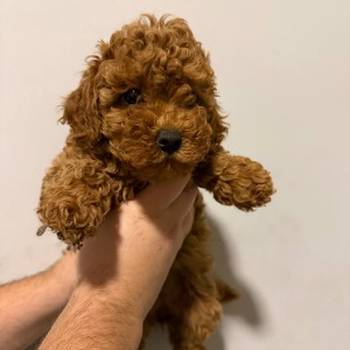 Prodaja pomeranaca i pudli