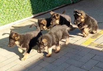 Nemacki ovcar stenad