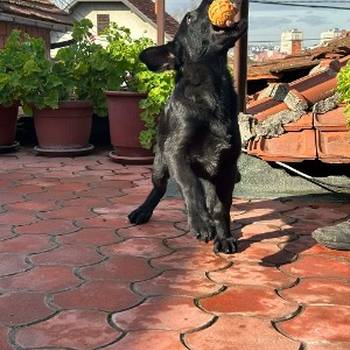 Radni nemački ovčari