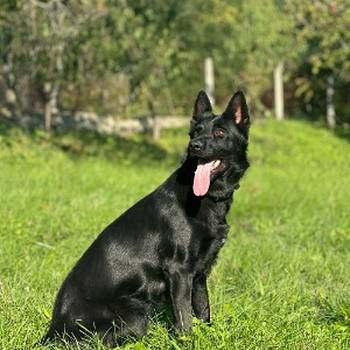 Radni nemački ovčari