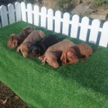 Patuljasti jazavicari