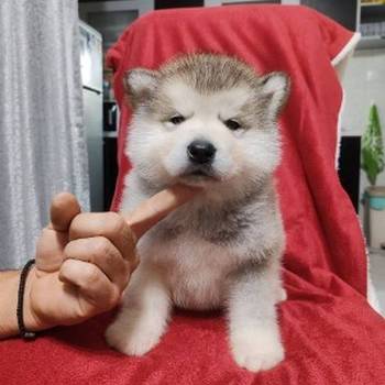 Aljaski malamut štenci