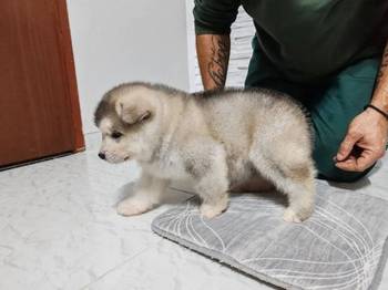 Aljaski malamut štenci