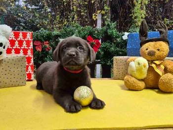 Izuzetna čokoladna štenad Labrador retrivera