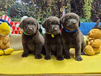 Izuzetna čokoladna štenad Labrador retrivera