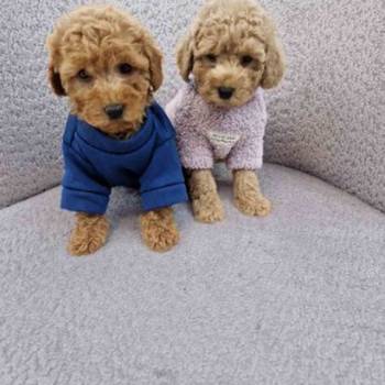 Pudle toy bata i seka