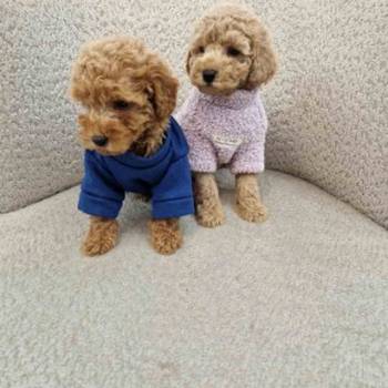 Pudle toy bata i seka