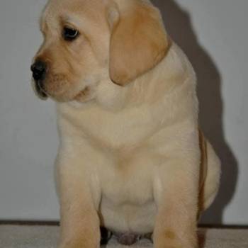 Labrador štenci, žute i crne boje