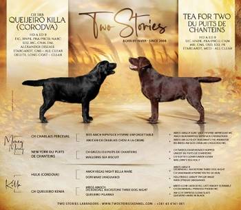 Labrador štenci, žute i crne boje