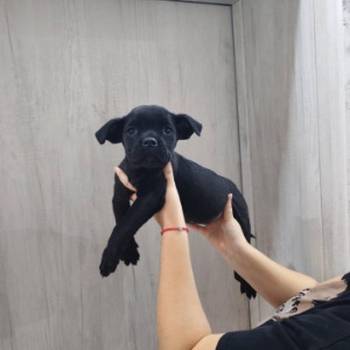 Na prodaju stenad Cane Corso